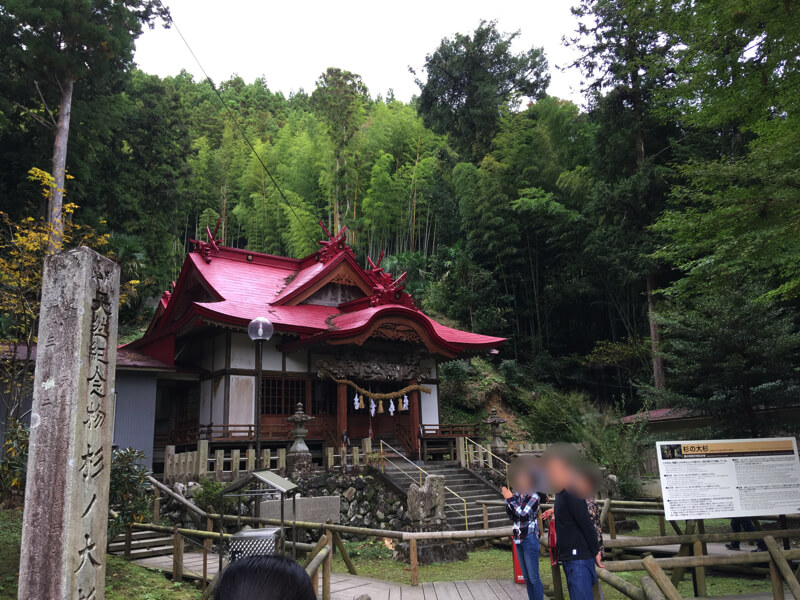 大杉は、八坂神社の敷地内にある