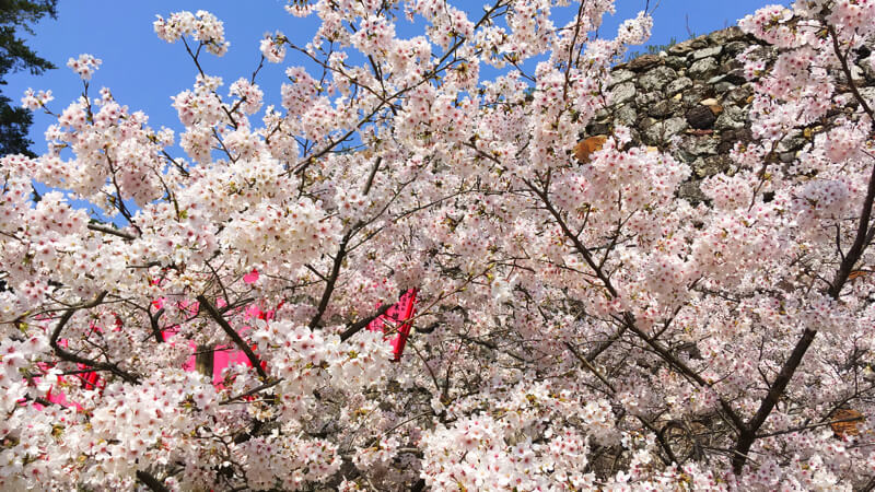 満開の高知城の桜