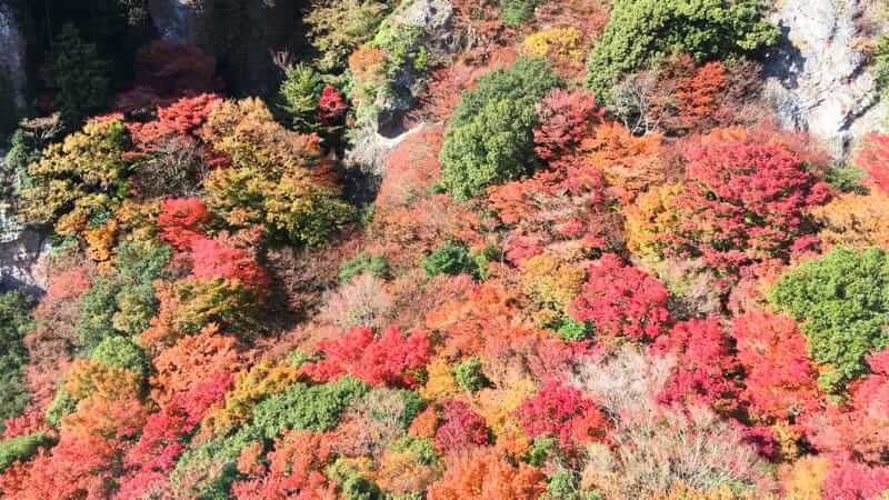 寒霞渓の紅葉